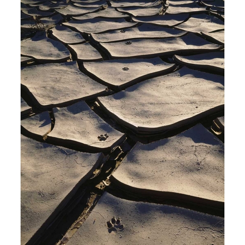 CA, Anza-Borrego Footprints in Cracked Mud